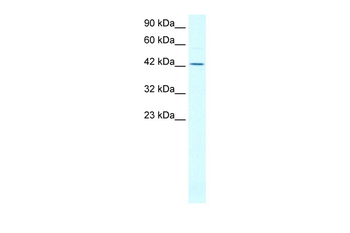 ALF Rabbit Polyclonal Antibody
