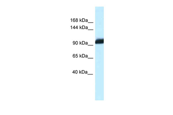 Zhx1 Rabbit Polyclonal Antibody