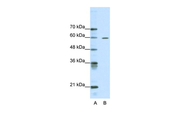 ARID3A Rabbit Polyclonal Antibody