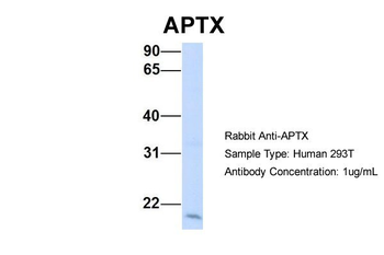 APTX Rabbit Polyclonal Antibody