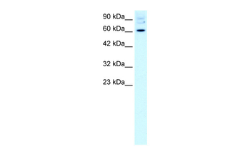 FOXJ2 Rabbit Polyclonal Antibody