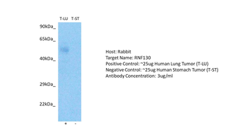 RNF130 Rabbit Polyclonal Antibody