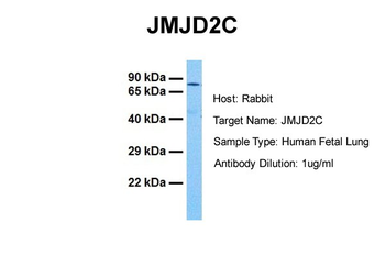 JMJD2C Rabbit Polyclonal Antibody