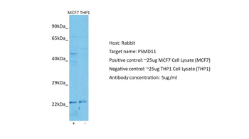 PSMD11 Rabbit Polyclonal Antibody