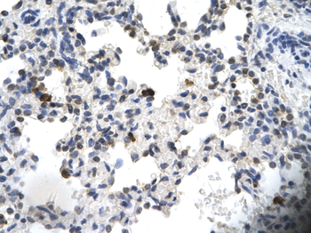PCYOX1 Rabbit Polyclonal Antibody