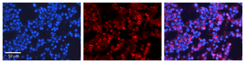 PML Rabbit Polyclonal Antibody