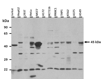 POU3F1 Rabbit Polyclonal Antibody
