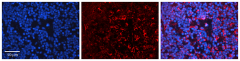 PLCG1 Rabbit Polyclonal Antibody