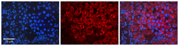 HSPA1A Rabbit Polyclonal Antibody