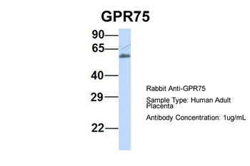 GPR75 Rabbit Polyclonal Antibody