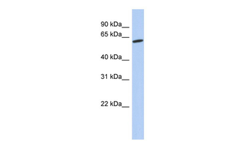 GPR75 Rabbit Polyclonal Antibody