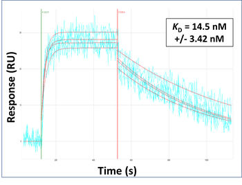 SRRM2 Rabbit Polyclonal Antibody