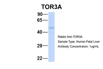 TOR3A Rabbit Polyclonal Antibody