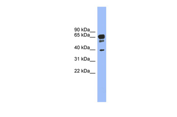 HTR5A Rabbit Polyclonal Antibody