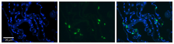 RNASET2 Rabbit Polyclonal Antibody