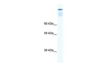 ZFP106 Rabbit Polyclonal Antibody