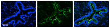 MRPS15 Rabbit Polyclonal Antibody