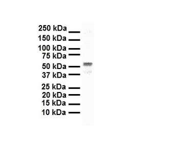 SNAI1 Rabbit Polyclonal Antibody
