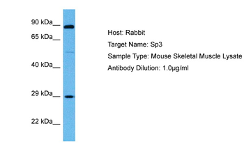 SP3 Rabbit Polyclonal Antibody