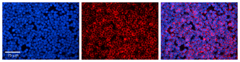 STAT1 Rabbit Polyclonal Antibody