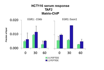 TAF2 Rabbit Polyclonal Antibody
