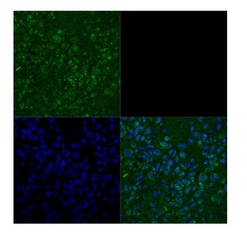 TBX3 Rabbit Polyclonal Antibody