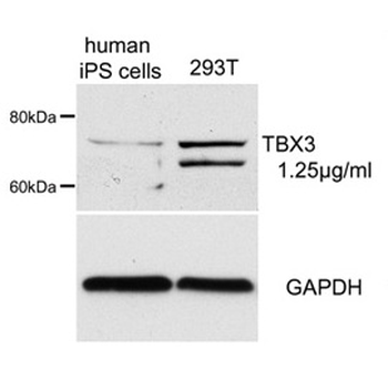 TBX3 Rabbit Polyclonal Antibody