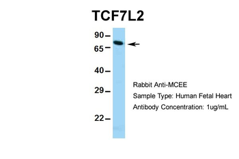 TCF7L2 Rabbit Polyclonal Antibody