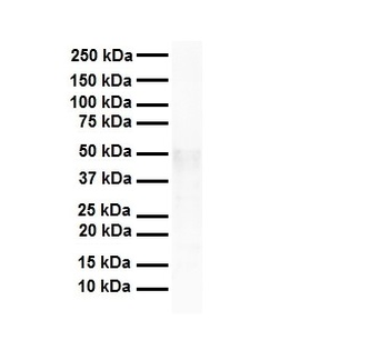 Tead4 Rabbit Polyclonal Antibody