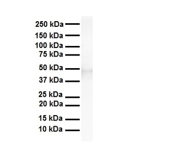 TEAD3 Rabbit Polyclonal Antibody