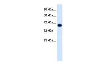 TFAP4 Rabbit Polyclonal Antibody