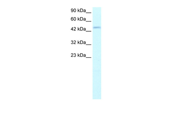 TFDP2 Rabbit Polyclonal Antibody