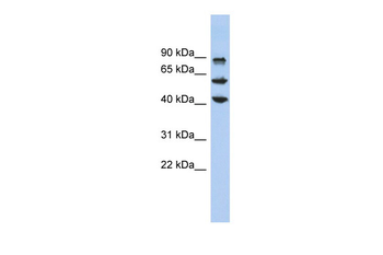 KLF10 Rabbit Polyclonal Antibody