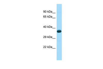 Wnt8b Rabbit Polyclonal Antibody