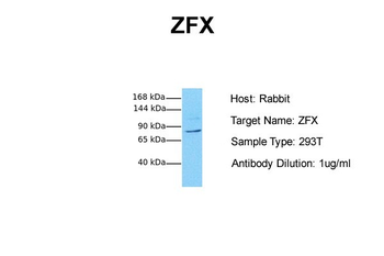 ZFX Rabbit Polyclonal Antibody
