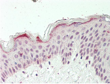 ZFX Rabbit Polyclonal Antibody