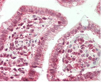 ZFX Rabbit Polyclonal Antibody