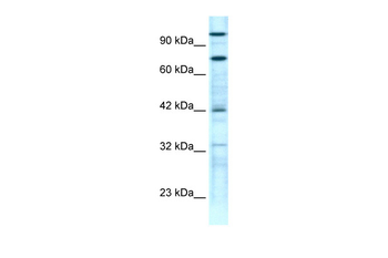 ZNF23 Rabbit Polyclonal Antibody
