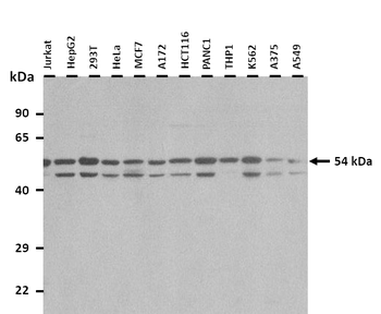 PIK3R3 Rabbit Polyclonal Antibody