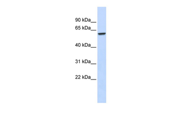 ZNF207 Rabbit Polyclonal Antibody