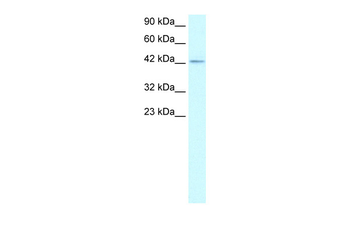 ZNF207 Rabbit Polyclonal Antibody