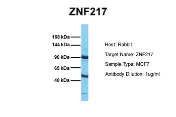 ZNF217 Rabbit Polyclonal Antibody