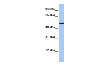 BHLHB3 Rabbit Polyclonal Antibody