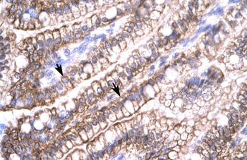 CLDN8 Rabbit Polyclonal Antibody