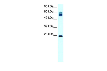 CLDN8 Rabbit Polyclonal Antibody