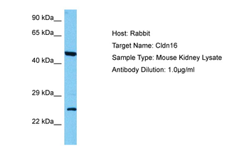 CLDN16 Rabbit Polyclonal Antibody