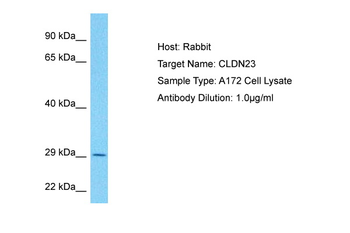 CLDN23 Rabbit Polyclonal Antibody