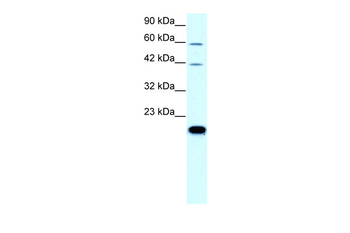 CLDN23 Rabbit Polyclonal Antibody