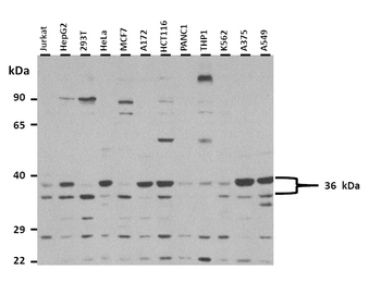 MAFB Rabbit Polyclonal Antibody