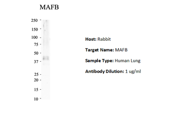 MAFB Rabbit Polyclonal Antibody